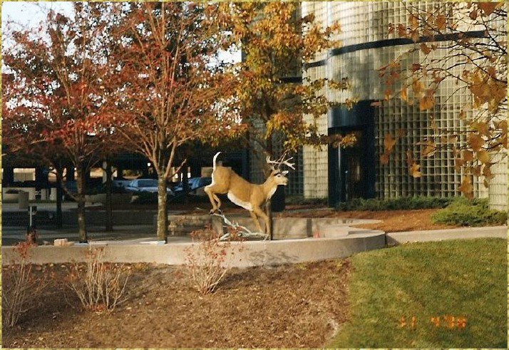 Landing Deer